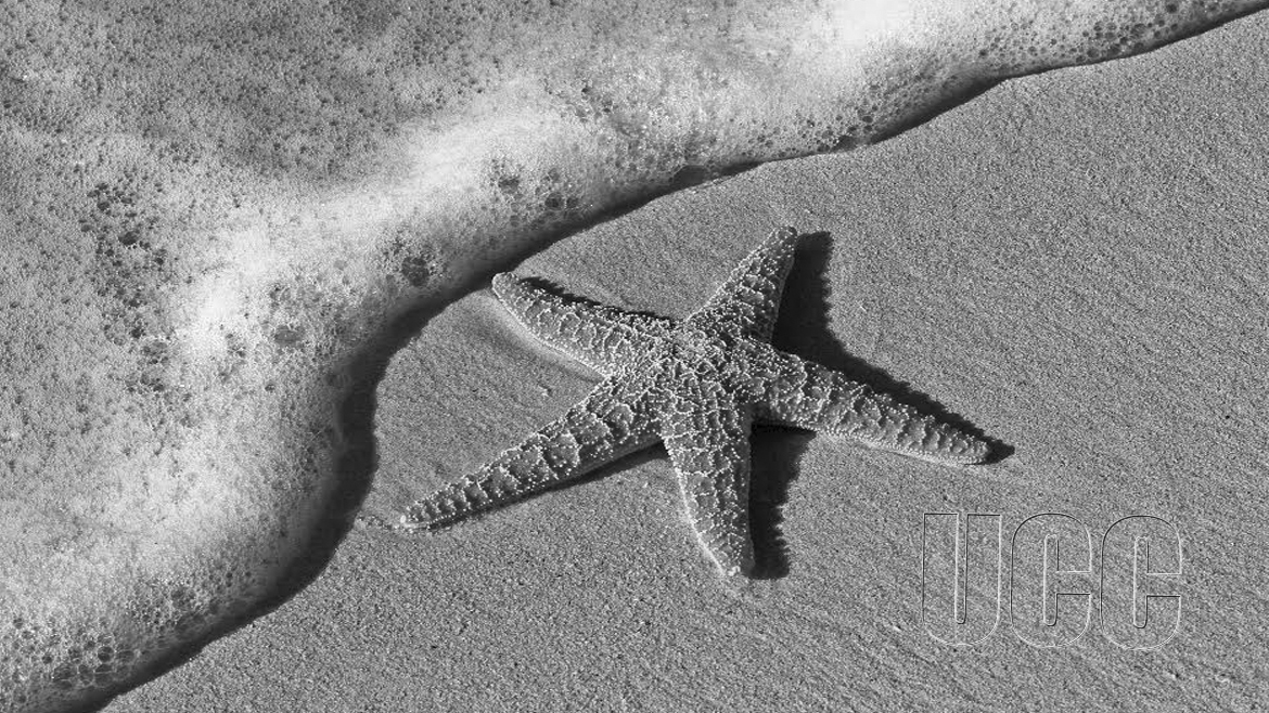 default news image, star fish on the beach 