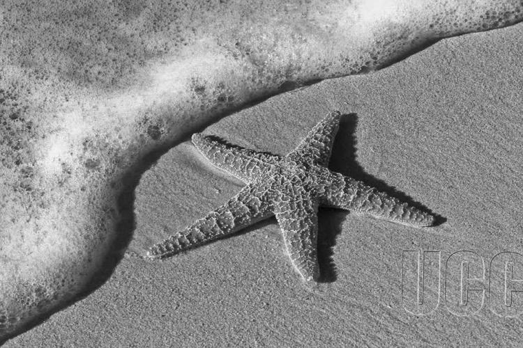 default news image, star fish on the beach 